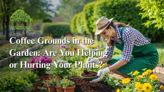 Illustration showing how composted coffee grounds improve soil structure and plant health.
