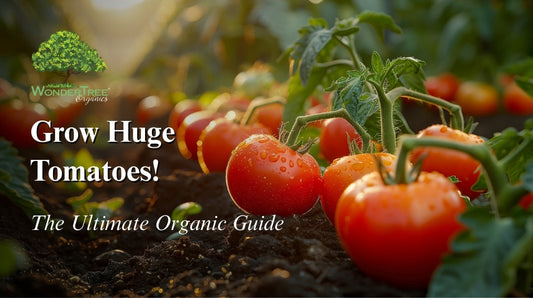 How to Grow Tomatoes Successfully: A Simple Guide for Beginners