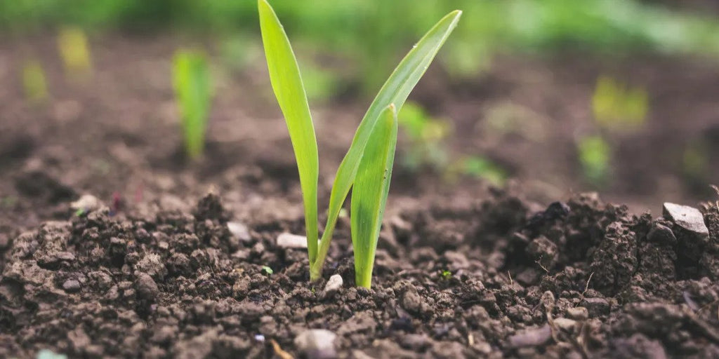 The Importance of Sustainability in Fertilization